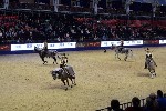 Quadrille - 00748